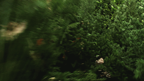 02---running-through-trees.gif