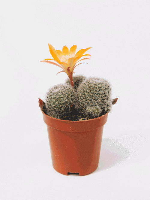 4c01828afa13d6215.gif