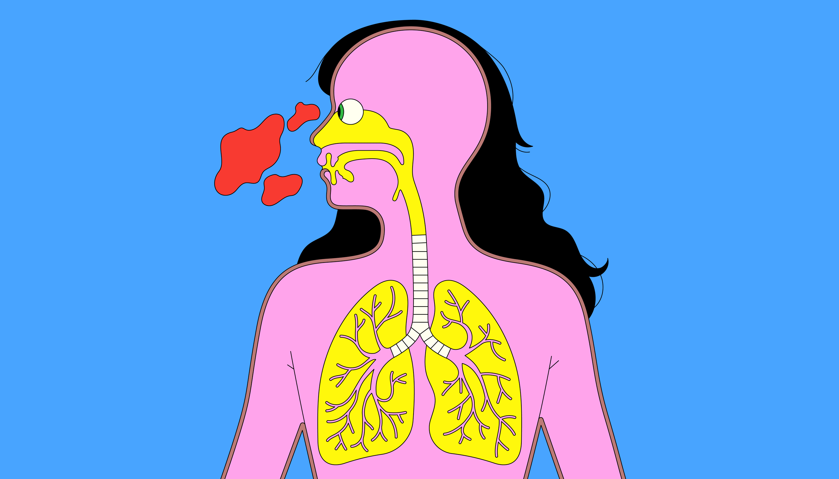 Respiratory-System-larger.gif