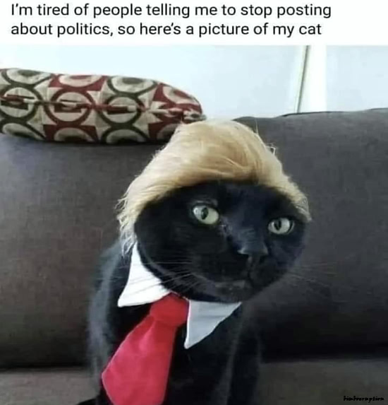 cattrump.jpg