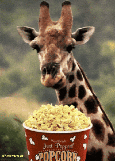 giraffeeatingpopcorn.gif