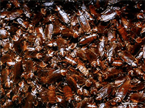 roachestext